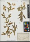 Foto von Salix alba subsp. micans (Andersson) Rech. f.